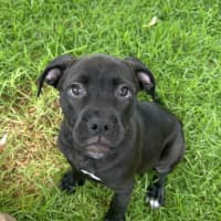 Photo of Kali