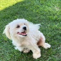 Photo of Alexander   1 Year Old Maltese X