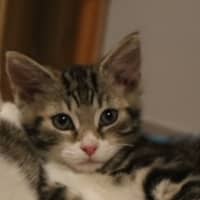 Photo of Pip