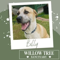 Photo of Billy