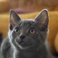 Photo of Titten Meet Me@Petstock Mornington Store Nepean Hwy