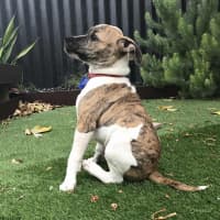 Photo of Stitch   3 Month Old Ridgeback X