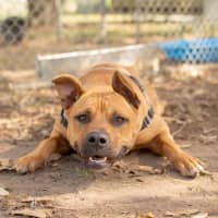 Photo of Scrappy Doo