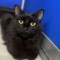 Photo of Shadow