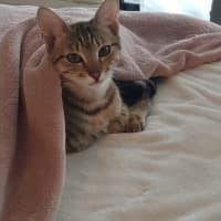 Photo of Peanut