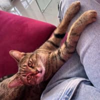 Photo of 12668   Willow