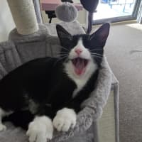 Photo of Gisele   5 Month Old Domestic Short Hair