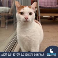Photo of Gus   10 Year Old Domestic Short Hair