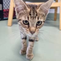 Photo of Daphne
