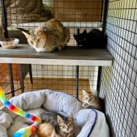 Photo of Tia Torrens