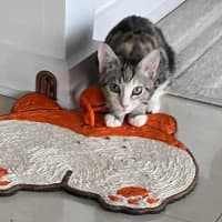 Photo of Tinkabell 