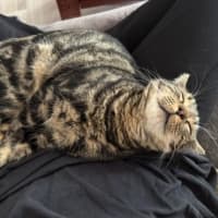 Photo of Prawn *Meet Me At Pet Stock Birkenhead Point*