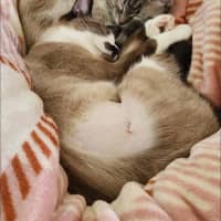 Photo of Millie & Nala (Can Be Seperated)