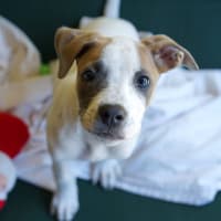 Photo of Annie