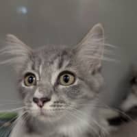Photo of Zara