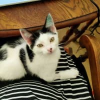 Photo of Shadow And Domino