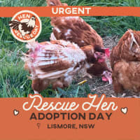 Photo of Rescue Hens