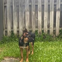 Photo of Lavender *$350 Adoption Fee*