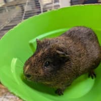 Photo of Porkie