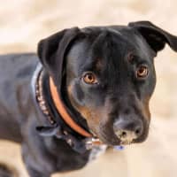 Photo of Macy   2 Year Old Rottweiler X