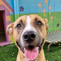 Photo of D1096 Diggy