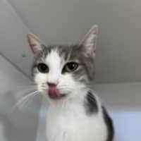 Photo of Poppy