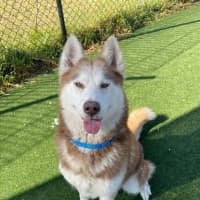 Photo of Prince Imp 1800