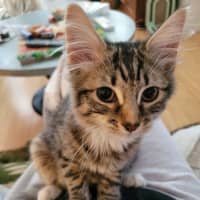 Photo of Tilly Pop