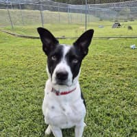 Photo of Dozer