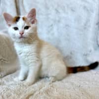 Photo of Geri   In Foster Care In Templestowe