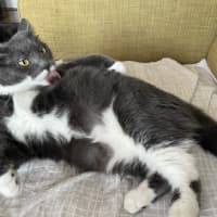 Photo of Flora *9 Lives Project Rescue*