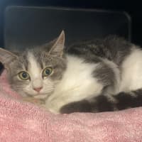 Photo of Tulip