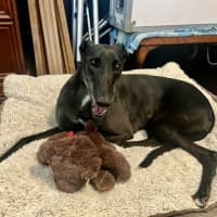 Photo of Meli, The Greyhound