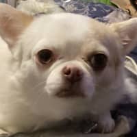 Photo of Goose And Stevie Uffelman