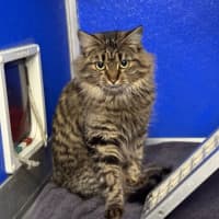 Photo of Abby