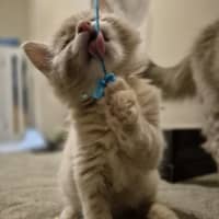 Photo of Gingie Bread