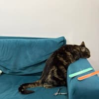 Photo of Kovu *9 Lives Project Rescue*