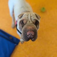 Photo of Casper