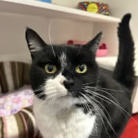 Photo of Oreo