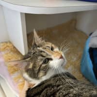 Photo of Peach
