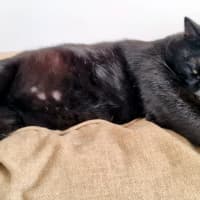 Photo of Basil Sta012346