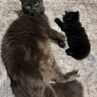 Photo of Crinkle