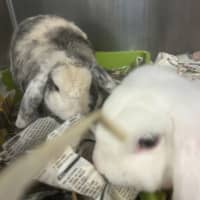 Photo of Snowy & Coco