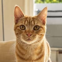 Photo of Pippin