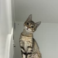 Photo of Sprinkle