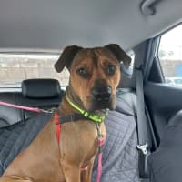 Photo of Rosco