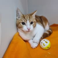 Photo of Olive