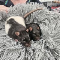 Photo of Pickle 