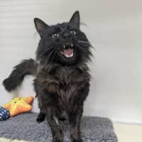 Photo of 🍝 Merlin 6510 🍝