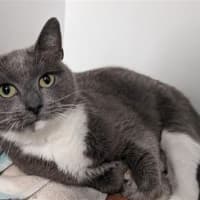Photo of Blossom